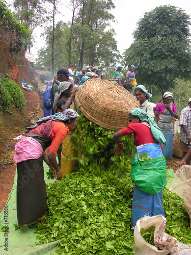 sri lanka tea pickers
