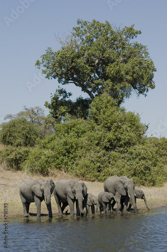 elephant elephant