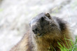 marmotte marmotte
