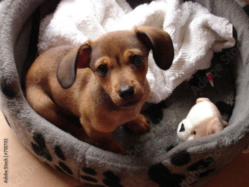 dog bed