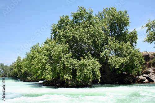the tree
