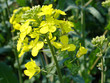 rapsblüte