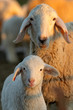 ewes