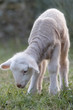 ewe