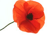 coquelicot coquelicot