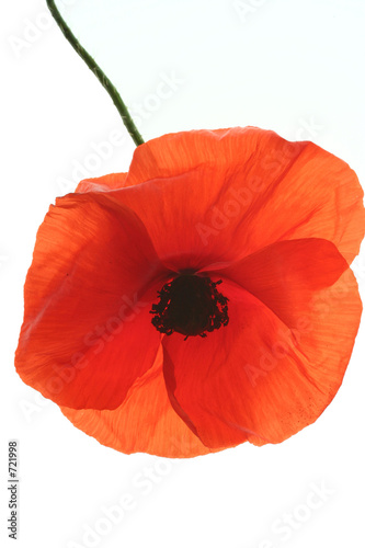 coquelicot
