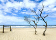 maroochydore beach