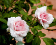 roses after the rain