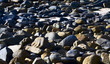 pebble noosa beach