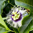passionfruit flowers