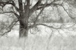 midday dream midday dream
