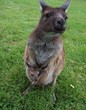 kangaroo and joey