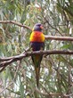 rosella