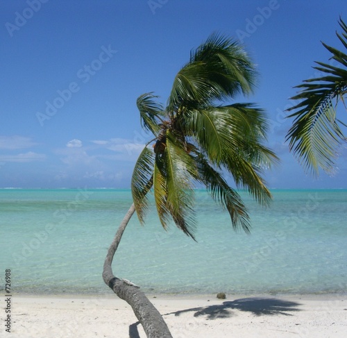  Furniture Palm Coast on Beautiful Beach And Palm Tree    Christian Klingner  726988   See