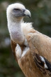 rotten vulture