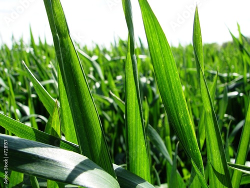 Foto: grass grass