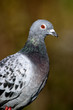 domestic pigeon