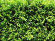 green leaf background