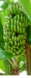 bananas