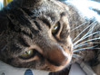 Photo: kitty close up kitty close up
