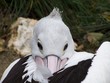 pelican
