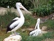 pelicans