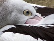 pelican