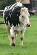 vache 7