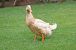 ducky ducky