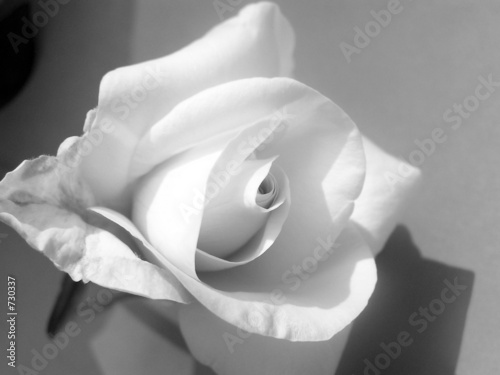 white rose pictures. white rose black and white.