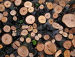 buchenholz