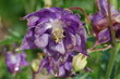 blüte