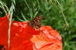 schmetterling