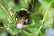 hummel