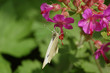 schmetterling
