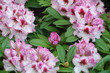 blüten