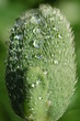 mohnknospe