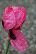 mohnblüte im regen