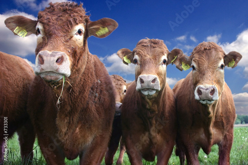 cows