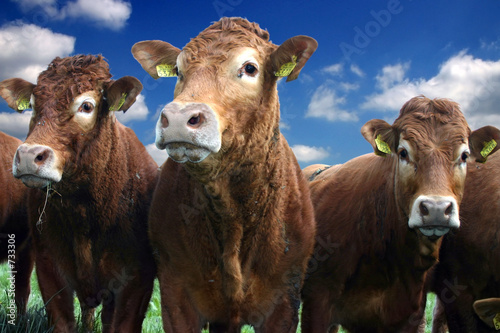 cows
