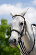 white horse white horse
