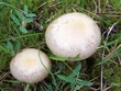 pilze im wald