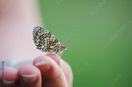 papillon sur une main