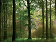 Photo en ligne au meilleur prix sous bois