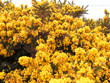 gorse flowers gorse flowers