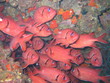 Foto: fischschwarm fischschwarm