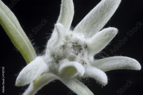 Photo: cotton - edelweiss cotton - edelweiss