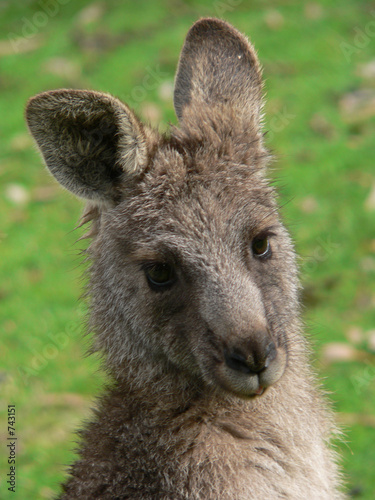 Photo: cheeky kangaroo cheeky kangaroo