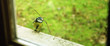 l'oiseau sur le rebord - 1