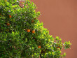 orange tree